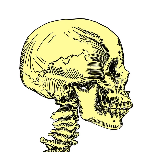 Anatomiska skalle skiss — Stock vektor