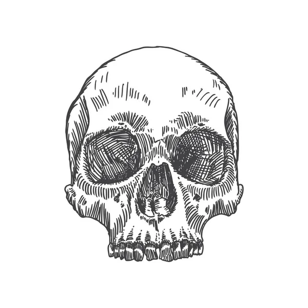 Анатомічні череп ескіз — стоковий вектор