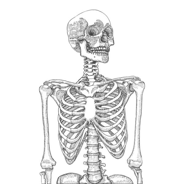 Menselijke ribbenkast met schedel schets — Stockvector