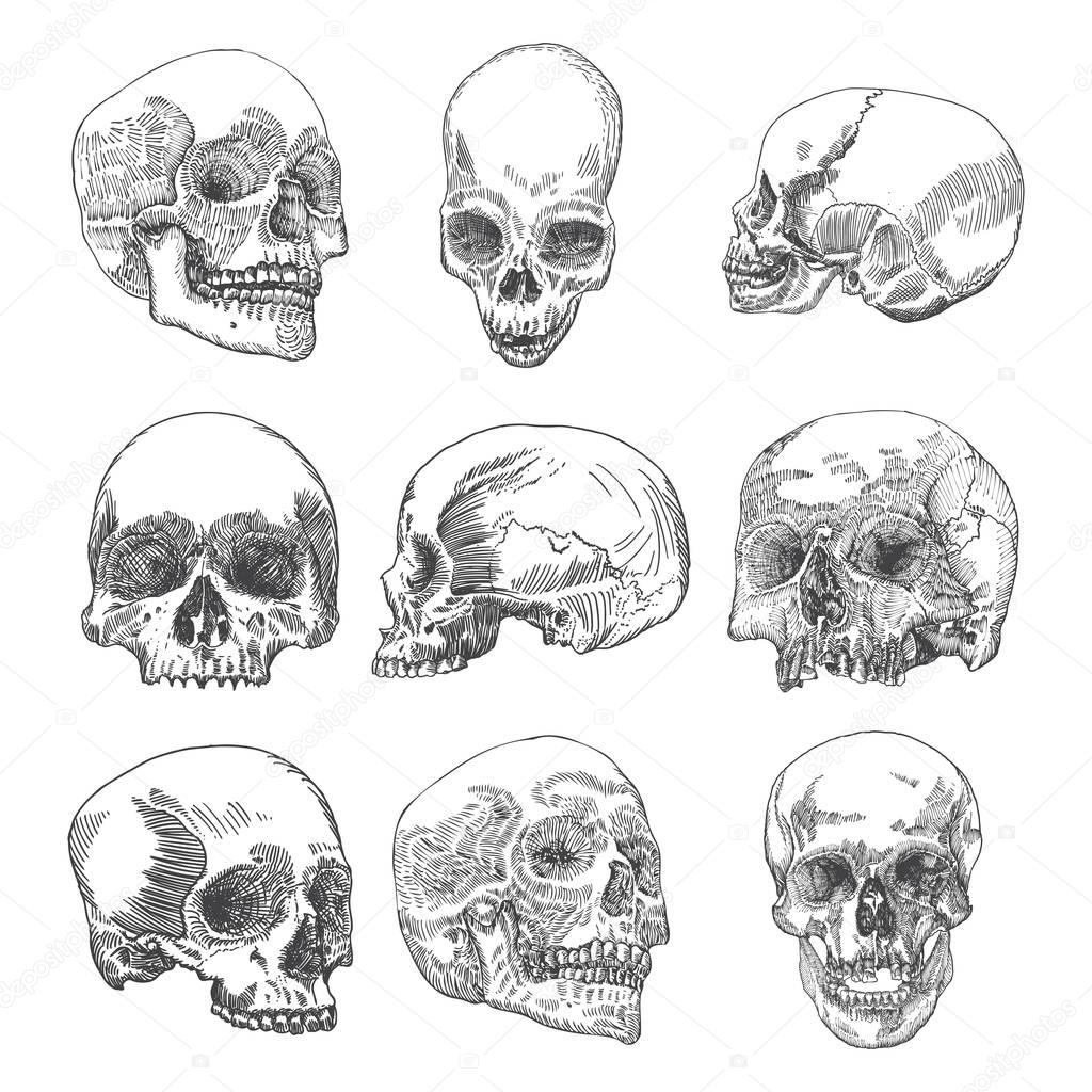 Set of anatomic skull sketches — Stock Vector © goldenshrimp 142781095