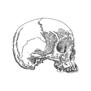 Anatomik kafatası kroki