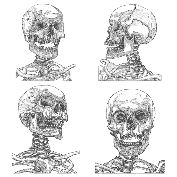 解剖学的な頭蓋骨のセット — ストックベクタ