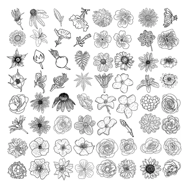 Set de fleurs d'été — Image vectorielle