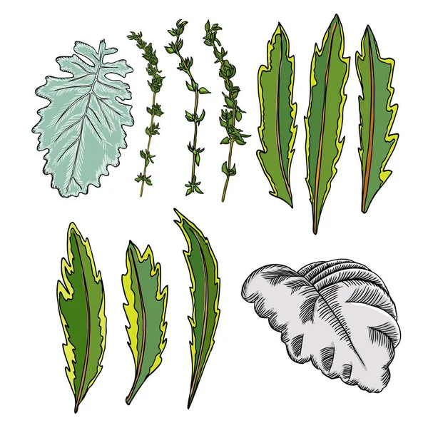 Leaf illustrations set — Stock Vector
