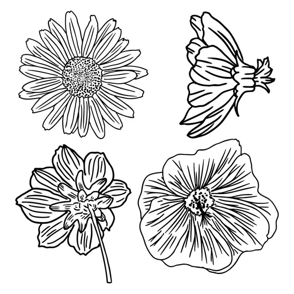 Λουλούδια του καλοκαιριού — Διανυσματικό Αρχείο