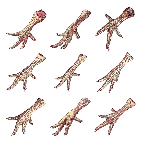 Conjunto de patas de pollo — Archivo Imágenes Vectoriales