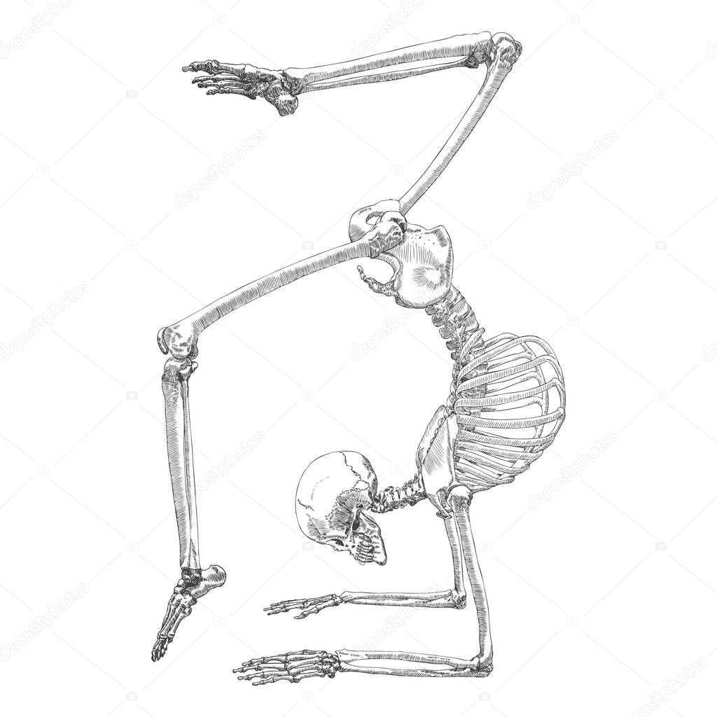 Human bones skeleton drawing