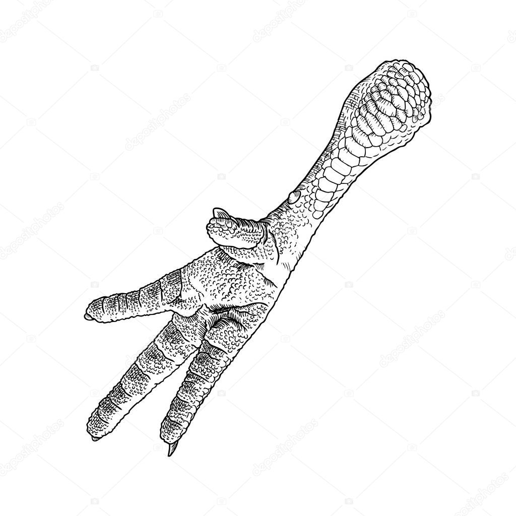 Picture a chicken foot Chicken foot drawing — Stock Photo © goldenshrimp 143626113