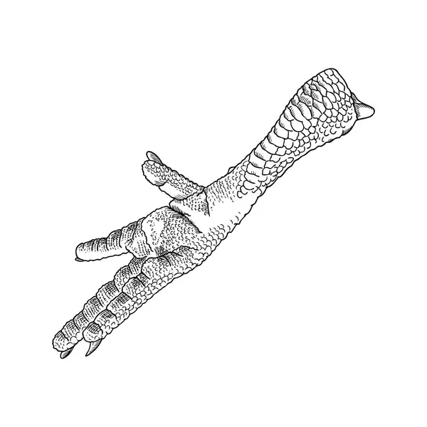 Kip voet tekening — Stockfoto