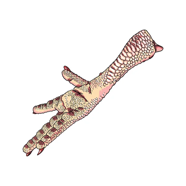 Chicken foot drawing — Stock Vector © goldenshrimp 143032423