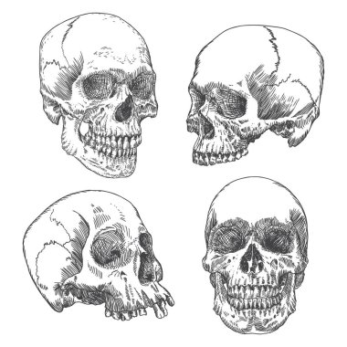 Anatomik kafatası skeçler kümesi