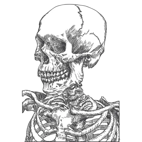 Schizzo anatomico del cranio — Vettoriale Stock