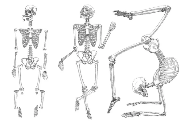 Esbozos de esqueleto humano conjunto — Vector de stock