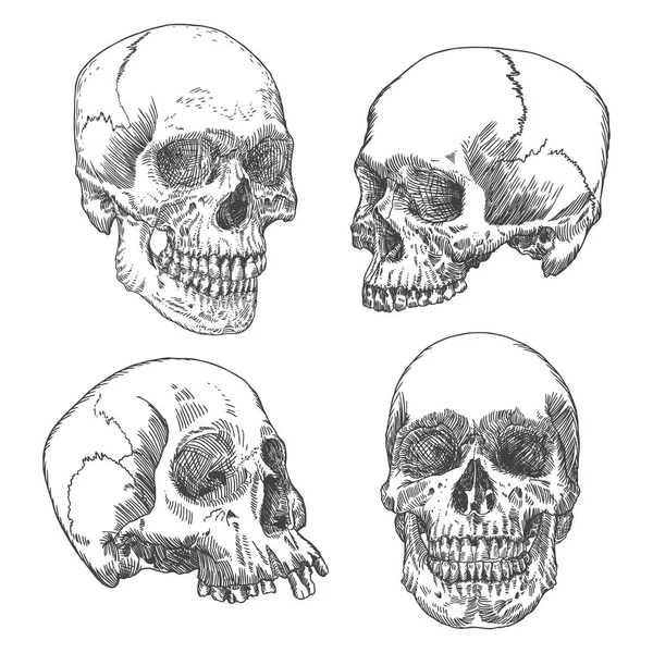 Set of anatomic skull sketches — Stock Vector