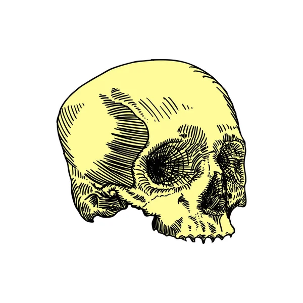 Anatomic skull sketch — Stock Vector