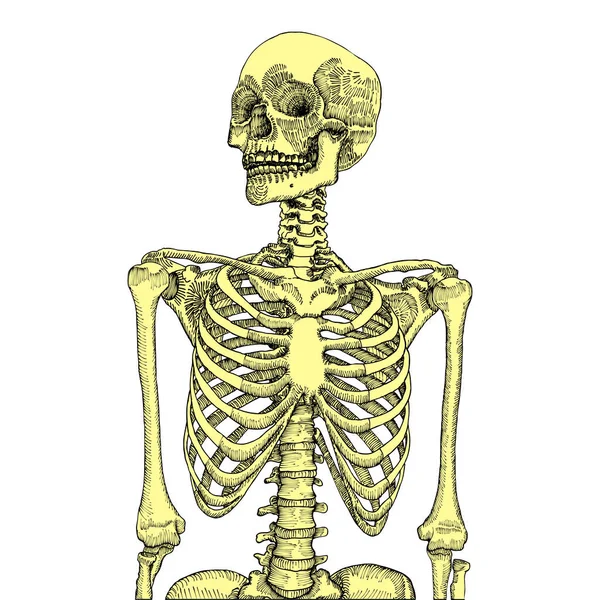 手描き頭蓋骨と人間の胸郭 — ストックベクタ