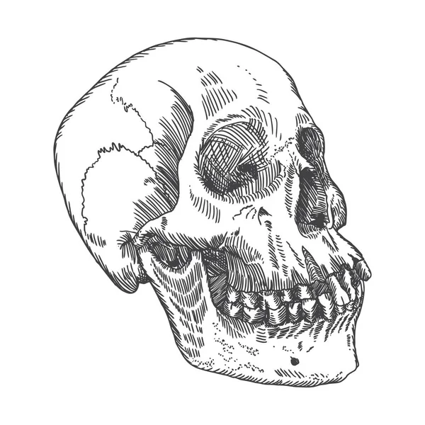 Anatomiska skalle skiss — Stock vektor