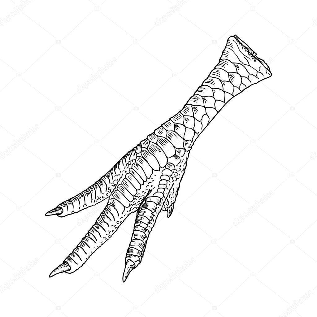 Chicken foot drawing