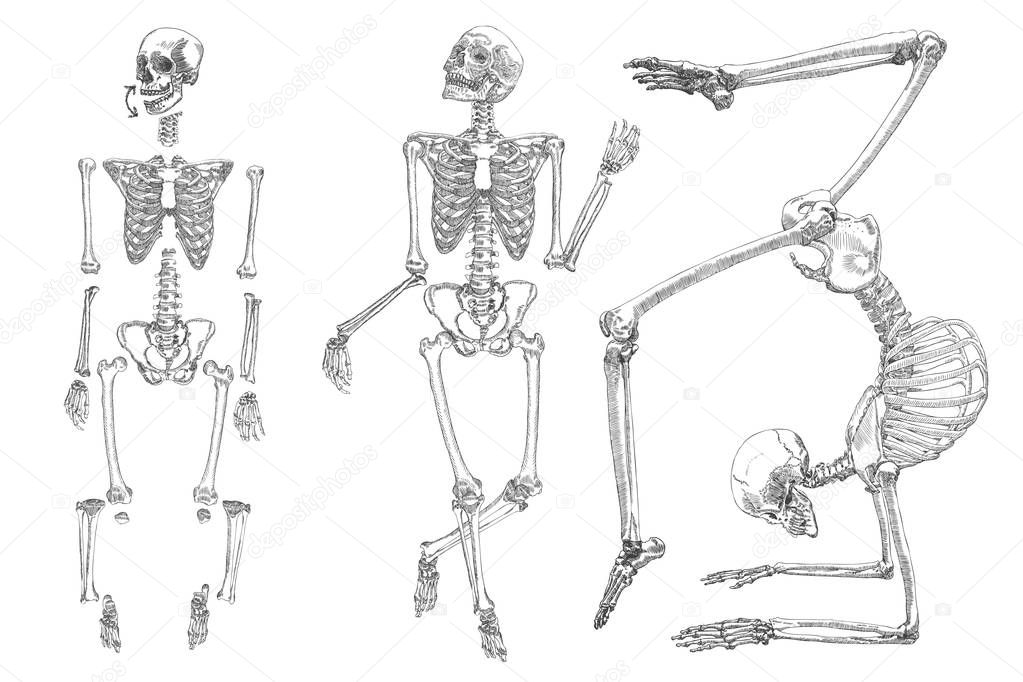 Human skeleton sketches set