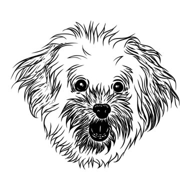 Bolognese köpek kız illüstrasyon