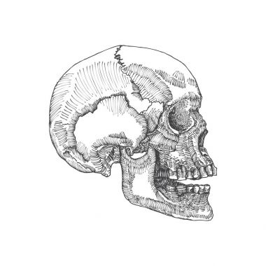 Anatomik kafatası kroki