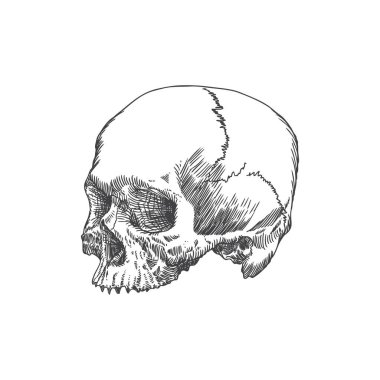 Anatomik kafatası kroki