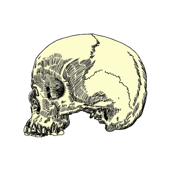 Schita craniului anatomic — Vector de stoc