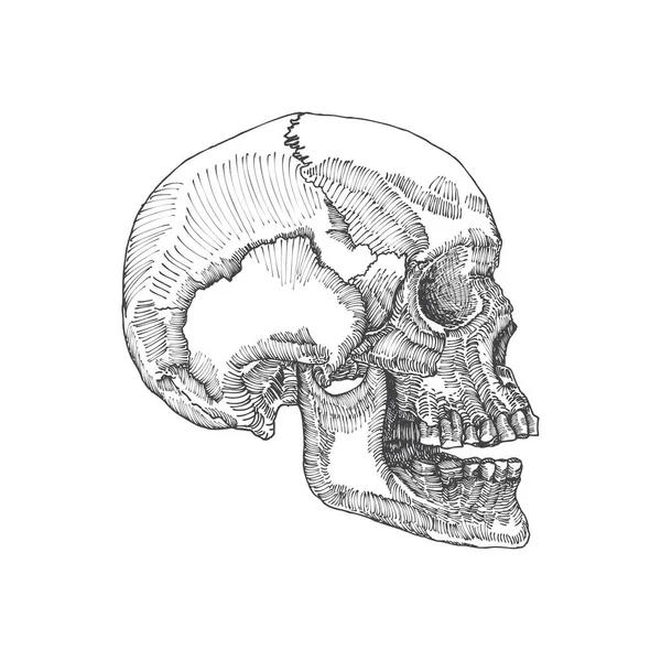 Crâne anatomique croquis — Image vectorielle