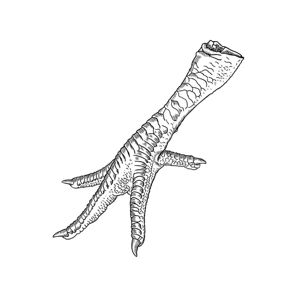 Chicken foot drawing — Stock Vector