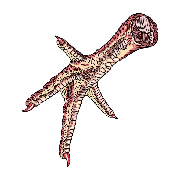 Chicken foot drawing ⬇ Vector Image by © goldenshrimp Vector Stock 143032775