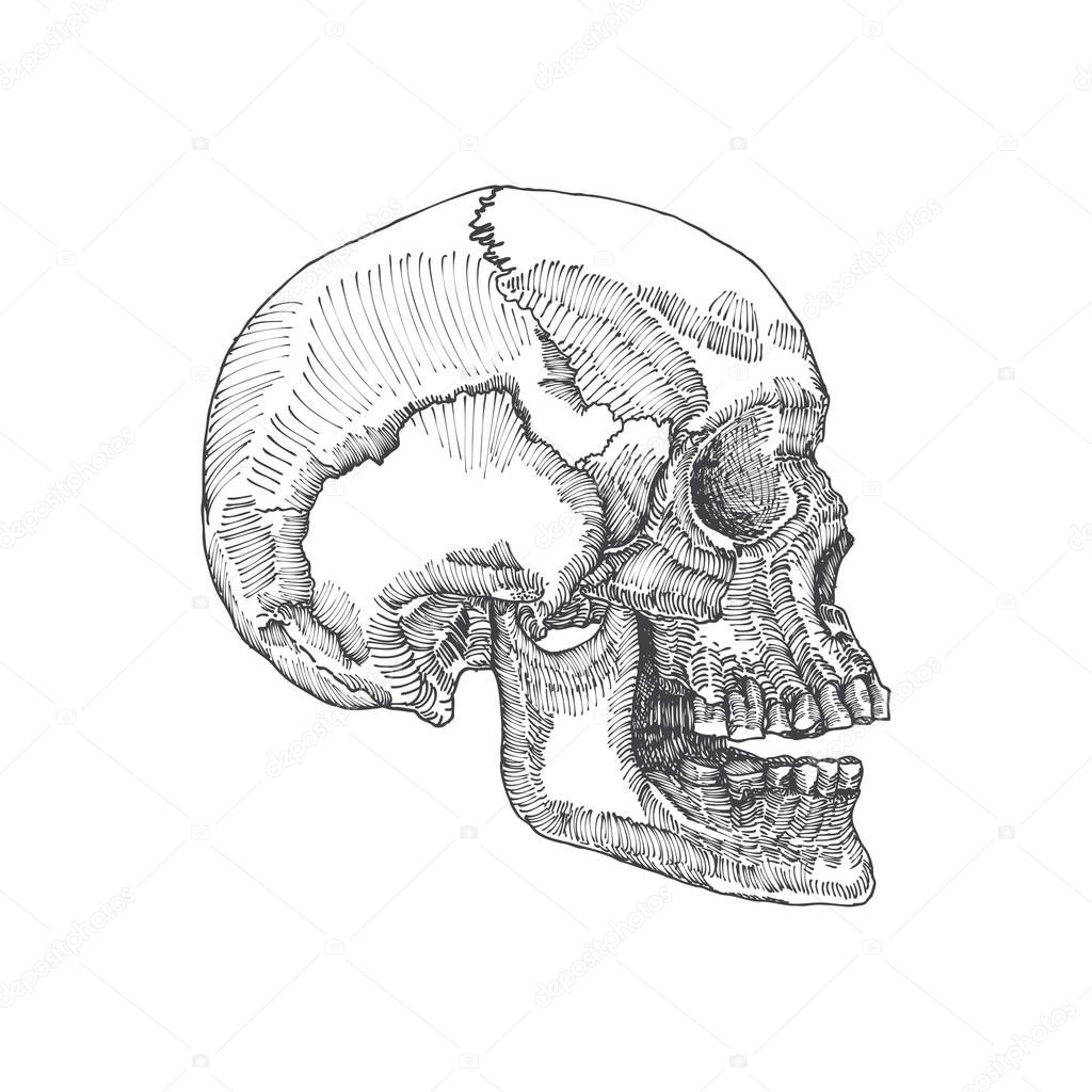 Anatomic skull sketch