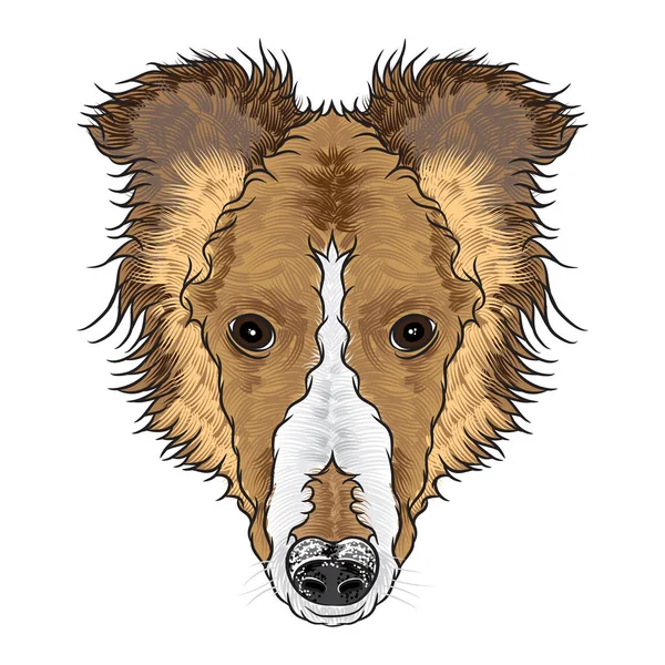 Portrait of Collie puppy — Stock Vector