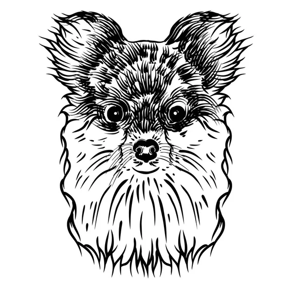 Retrato de perrito pomerano — Vector de stock