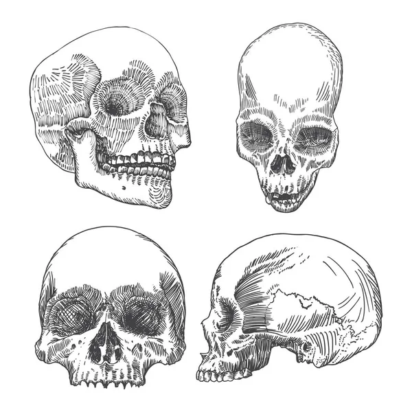 Zbiór szkiców anatomicznej czaszki — Wektor stockowy