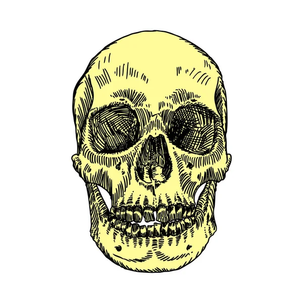 Skizze eines anatomischen Schädels — Stockvektor