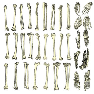 Human bones skeleton drawing set clipart