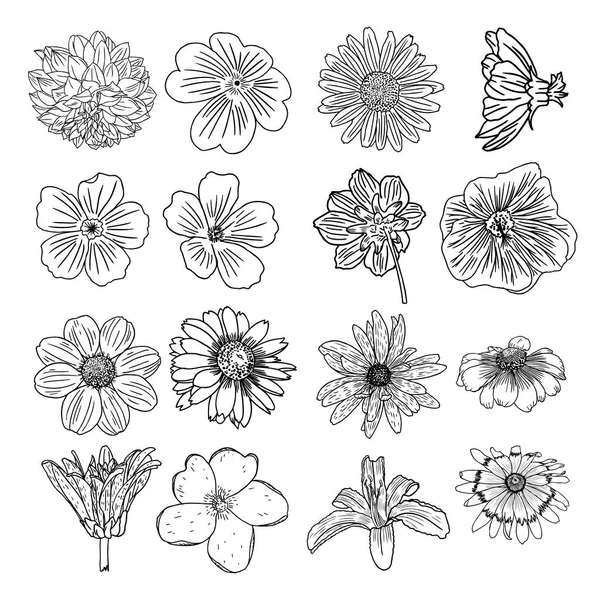 Eine Reihe von Blumenskizzen — Stockvektor