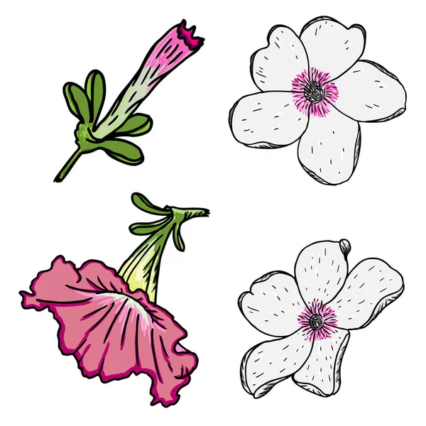 Flor del verano conjunto — Vector de stock