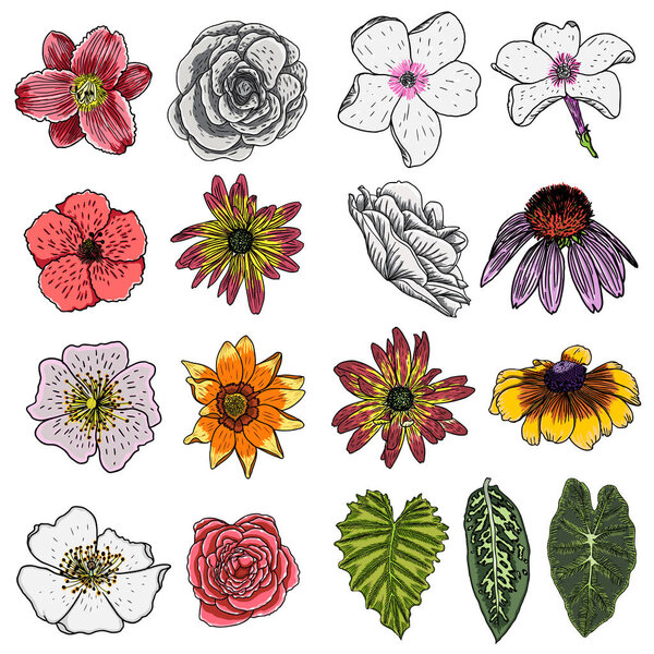 Flower of summer set