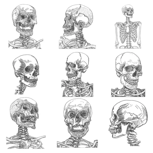 Big set of anatomic skulls — Stock Vector