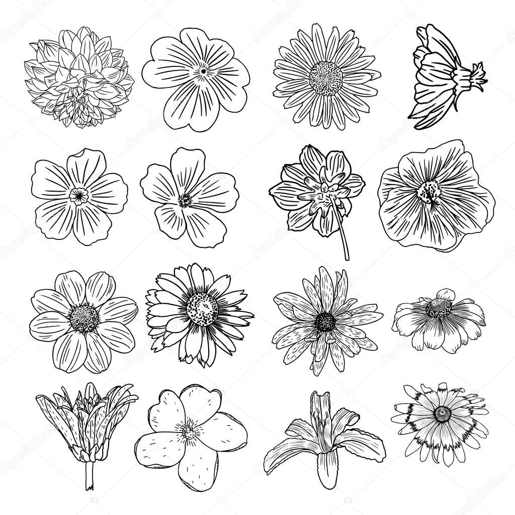 Set of flowers sketches