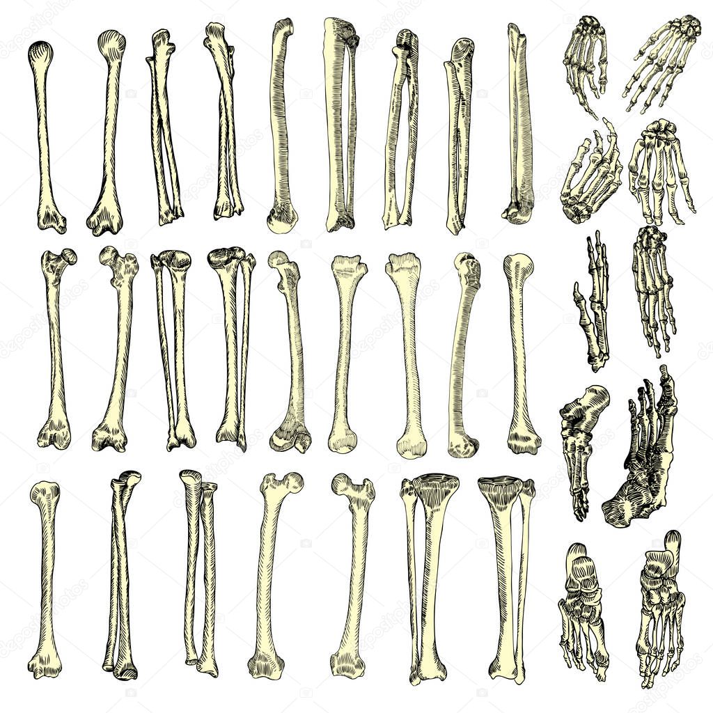 Human bones skeleton drawing set