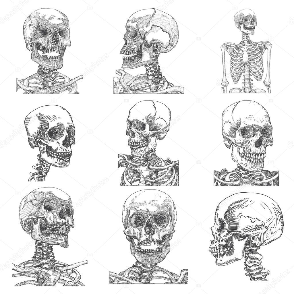 Big set of anatomic skulls