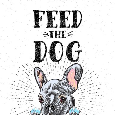 Fransız bulldog evde beslenen hayvan şablonu