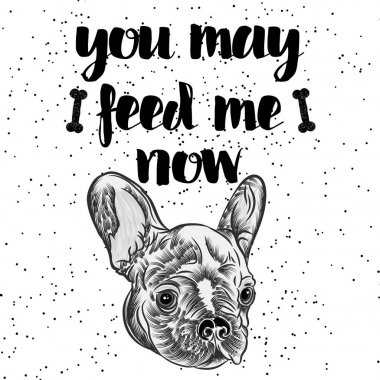 Fransız bulldog evde beslenen hayvan şablonu