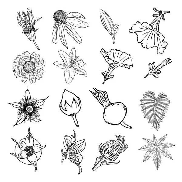 Set di illustrazioni floreali — Vettoriale Stock