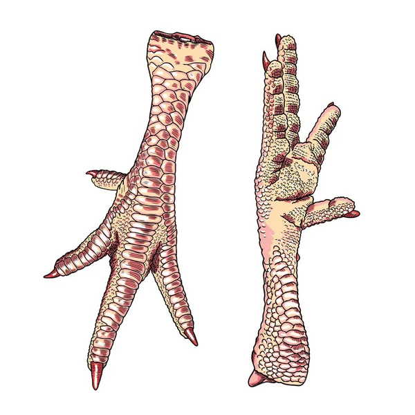 Куриные лапы рисунок