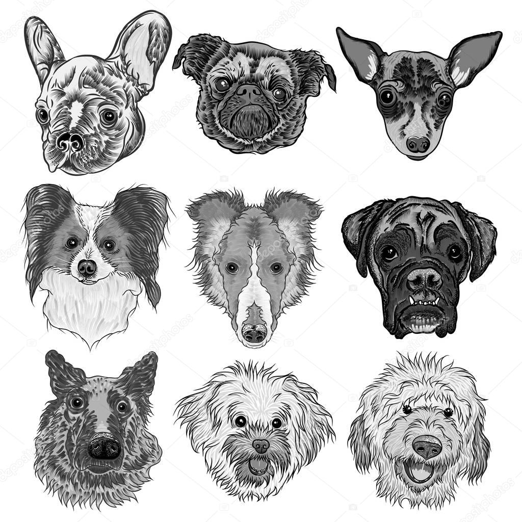 Vector set of different dogs breeds