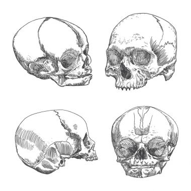 Anatomik kafatası illüstrasyonlar kümesi