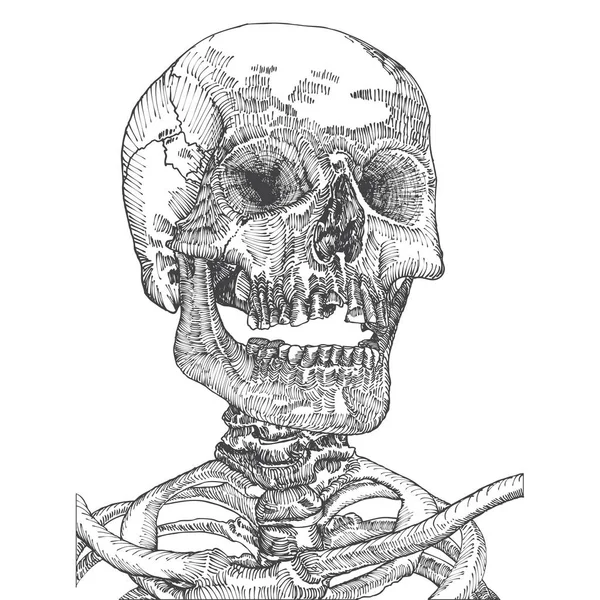 Illustration des anatomischen Schädels — Stockvektor